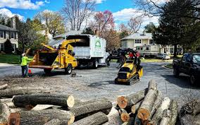 Best Stump Grinding and Removal  in Millbury, OH